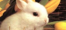 come allevare un coniglio nano