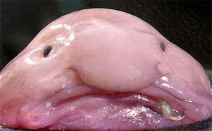 L’animale-piu-brutto-del-mondo-Il-pesce-Blob
