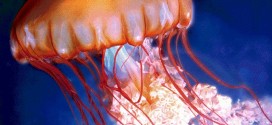 come difendersi dalle meduse
