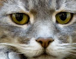 gatto: sintomi della rabbia felina