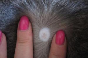 Alopecia provocata dalla dermatite
